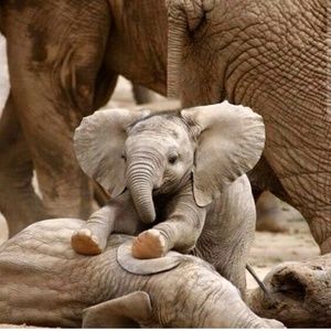 Meet your Posher, Alexis